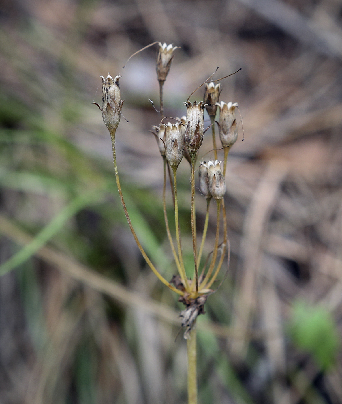 Image of Cortusa matthioli specimen.