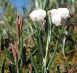 Andromeda polifolia