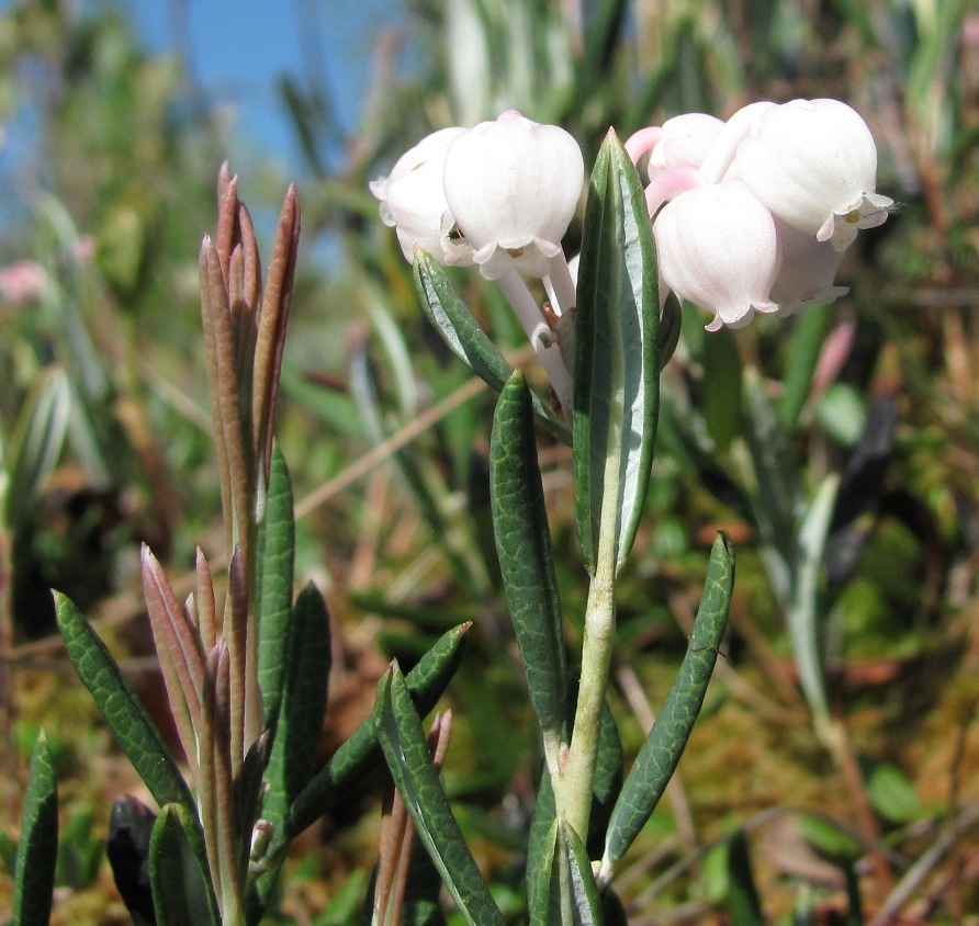 Изображение особи Andromeda polifolia.