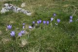 Crocus nudiflorus. Цветущие растения. Испания, автономное сообщество Каталония, провинция Жирона, комарка Рипольес, муниципалитет Сеткасес, курорт \"Вальтер 2000\", ≈2200 м н.у.м., склон южной экспозиции, каменистый луг. 28.09.2021.