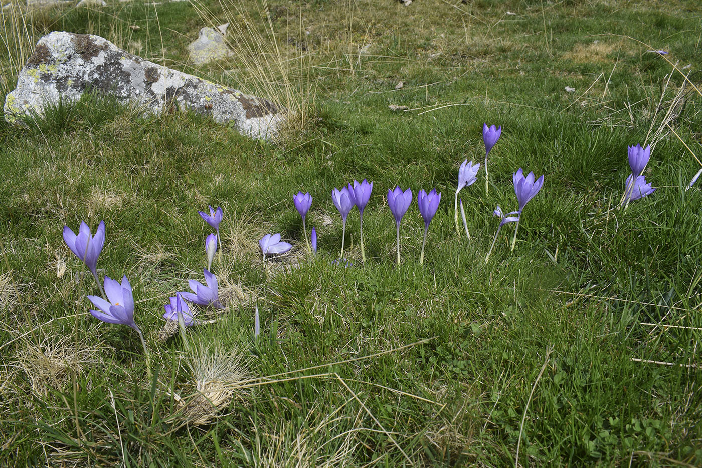 Изображение особи Crocus nudiflorus.