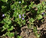 Glechoma hederacea