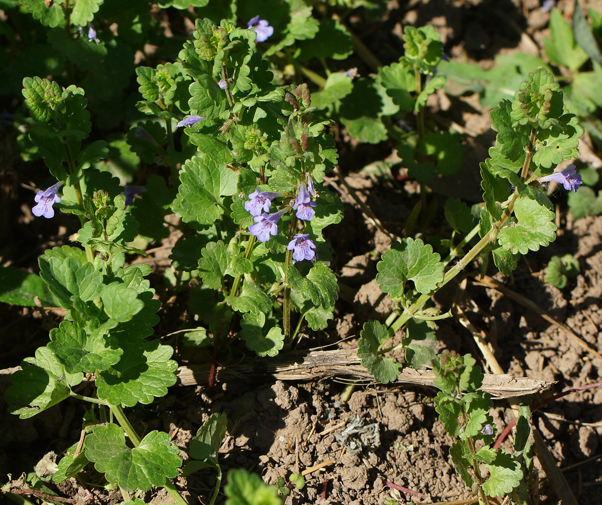 Изображение особи Glechoma hederacea.