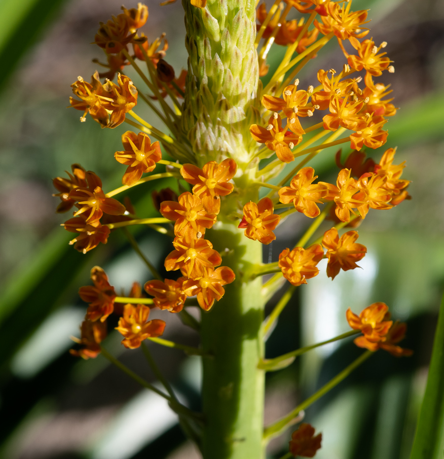 Изображение особи Bulbinella latifolia.