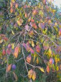 Prunus domestica