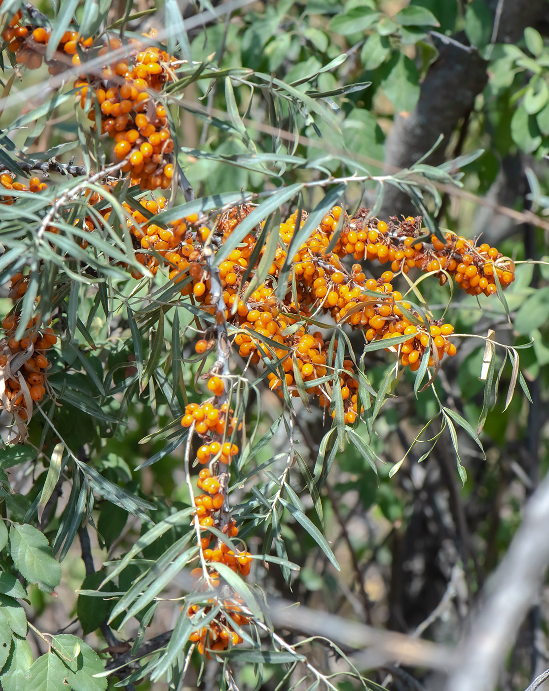 Изображение особи Hippophae rhamnoides.