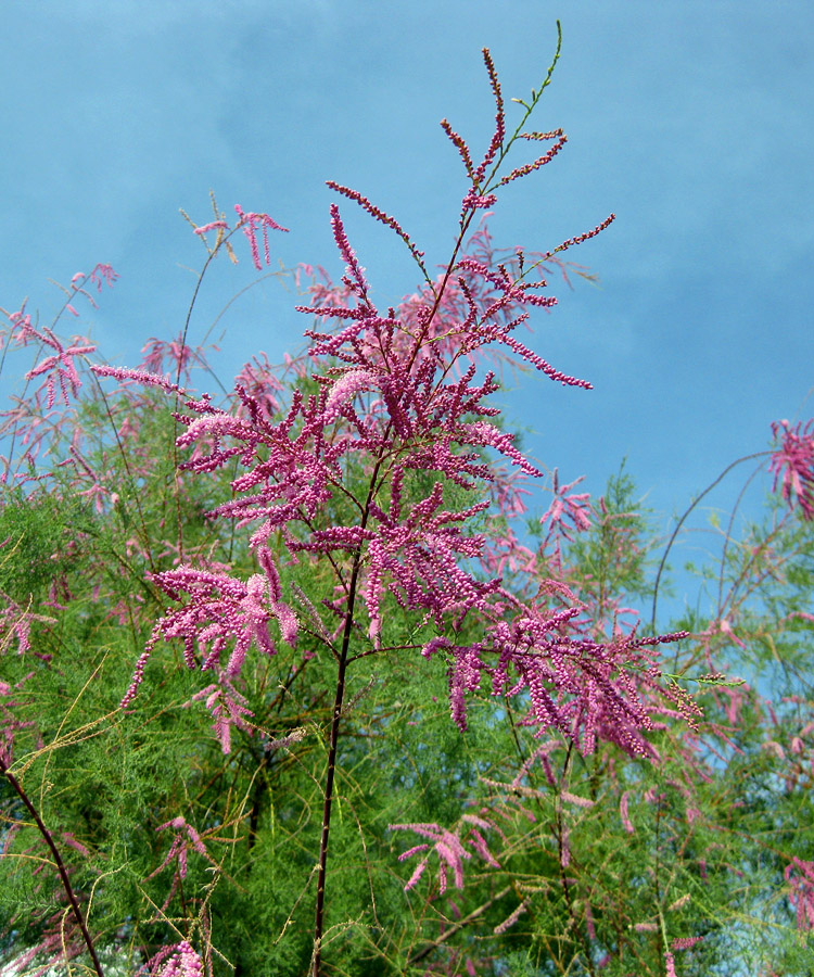 Image of Tamarix ramosissima specimen.