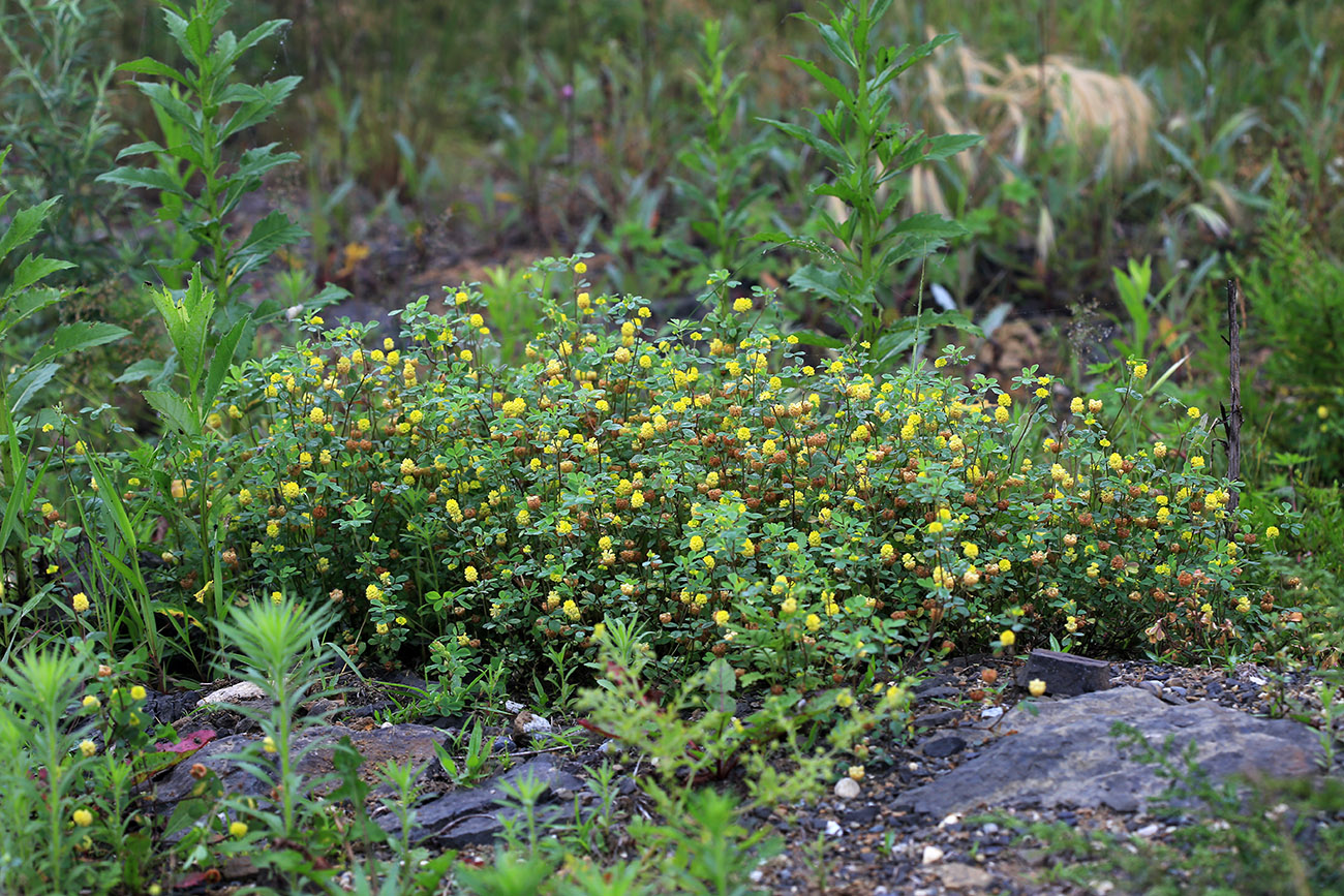 Image of Trifolium campestre specimen.