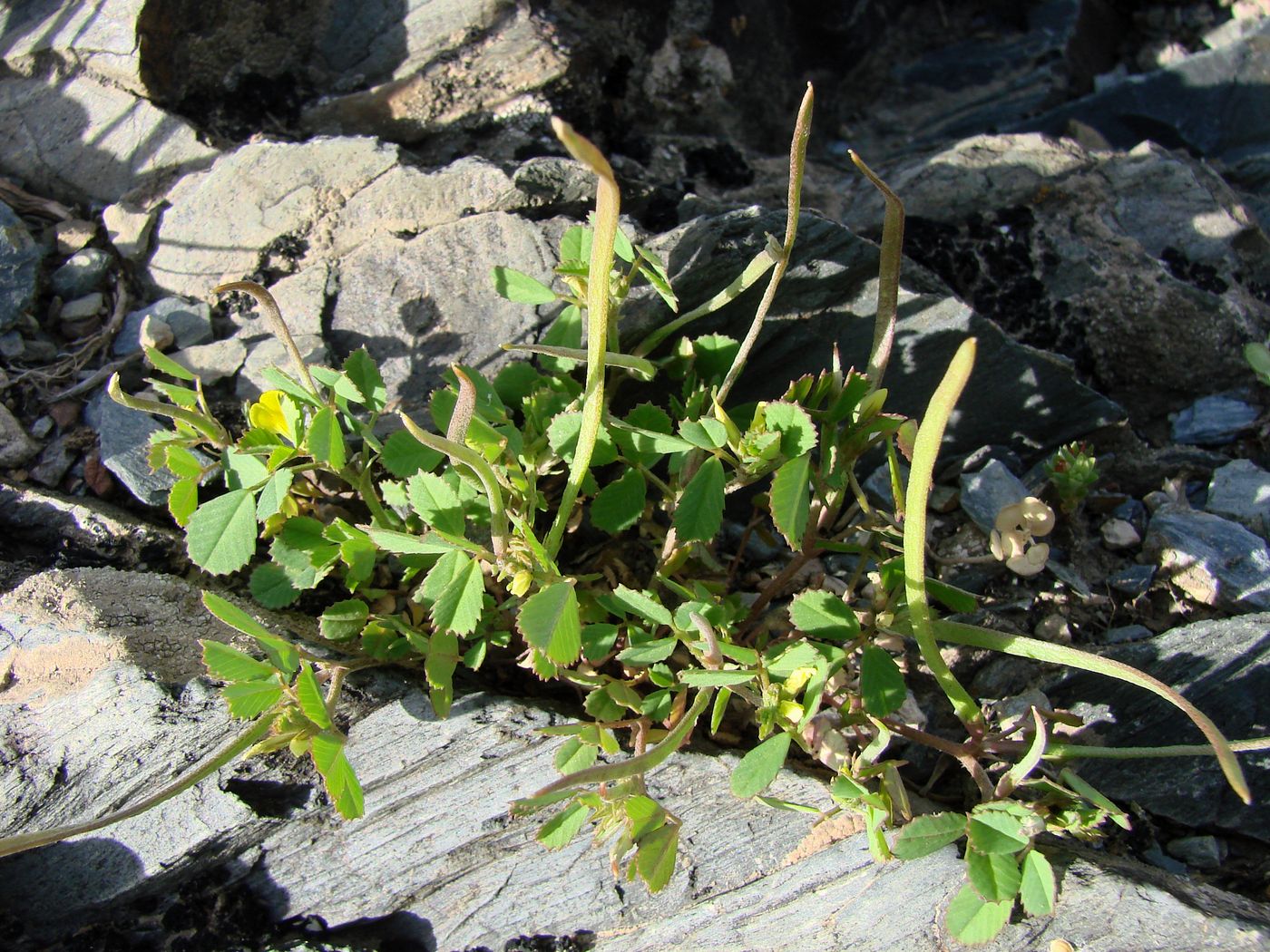 Image of Trigonella geminiflora specimen.