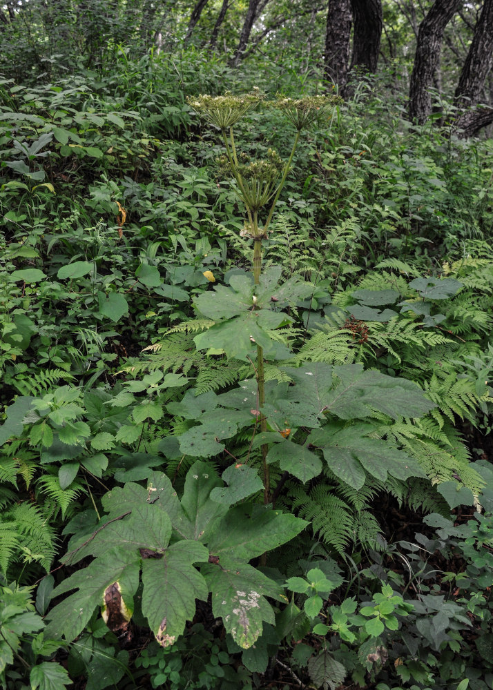 Изображение особи Heracleum moellendorffii.