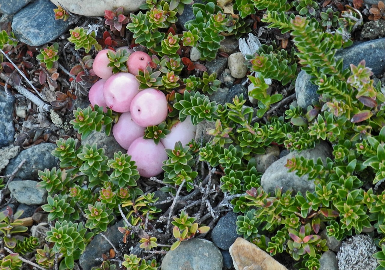 Image of Gaultheria antarctica specimen.