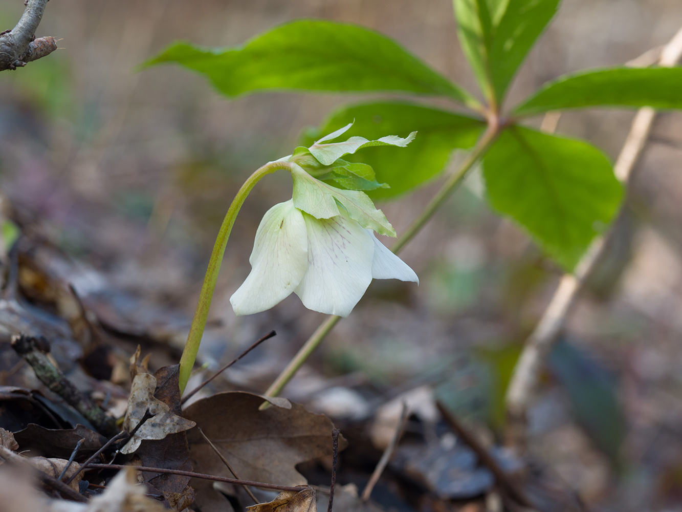 Image of Helleborus caucasicus specimen.