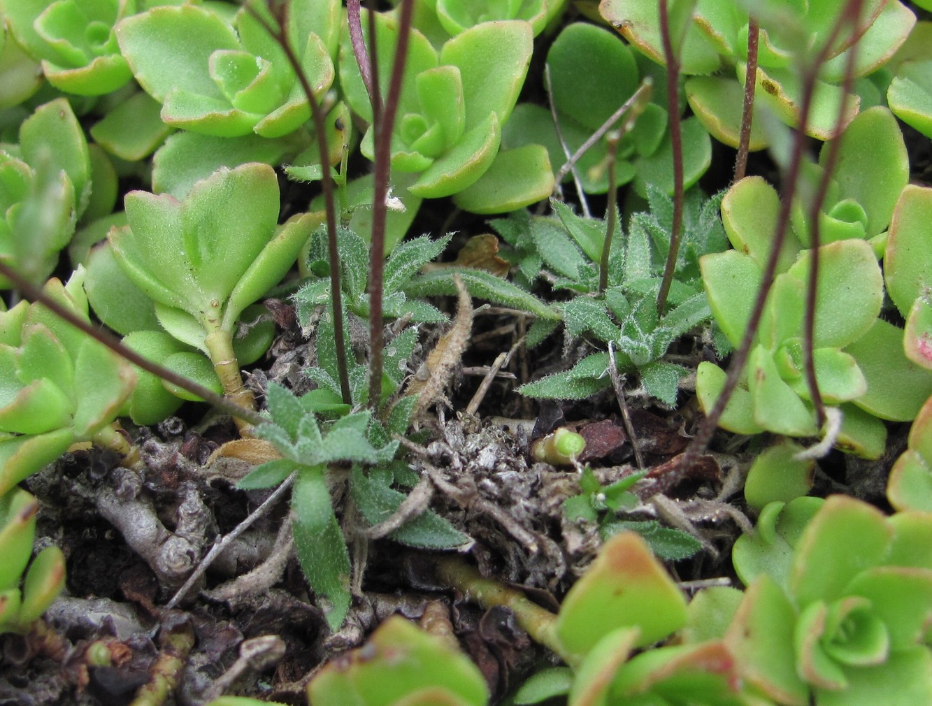 Изображение особи род Draba.