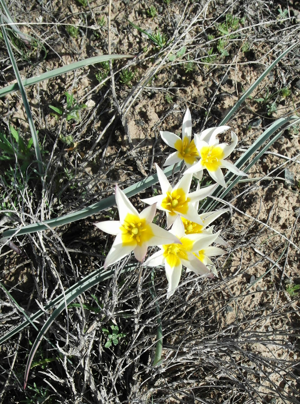 Изображение особи Tulipa buhseana.