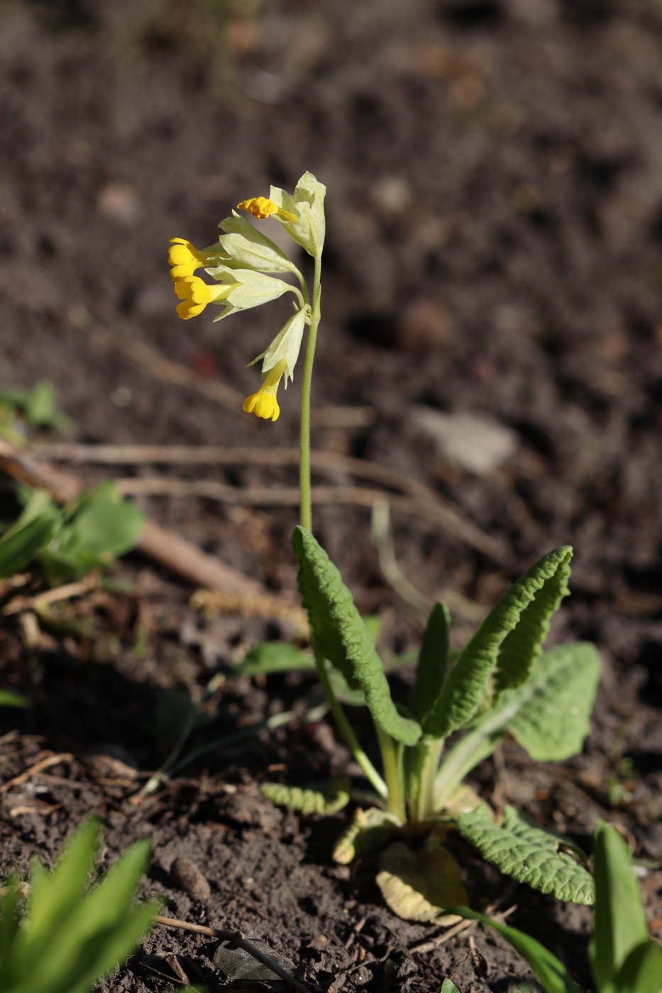 Image of Primula macrocalyx specimen.