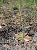 Arabidopsis thaliana. Нижняя часть генеративного побега. Алтайский край, г. Барнаул, опушка соснового леса. 02.06.2013.