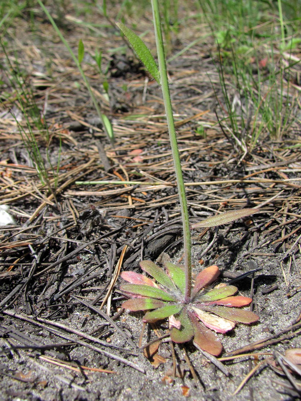 Изображение особи Arabidopsis thaliana.