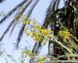 Parkinsonia florida