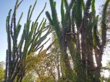 Didierea madagascariensis. Ветви. Мадагаскар, провинция Тулеария, регион Ациму-Андрефана, колючий лес Ифати. 02.12.2019.
