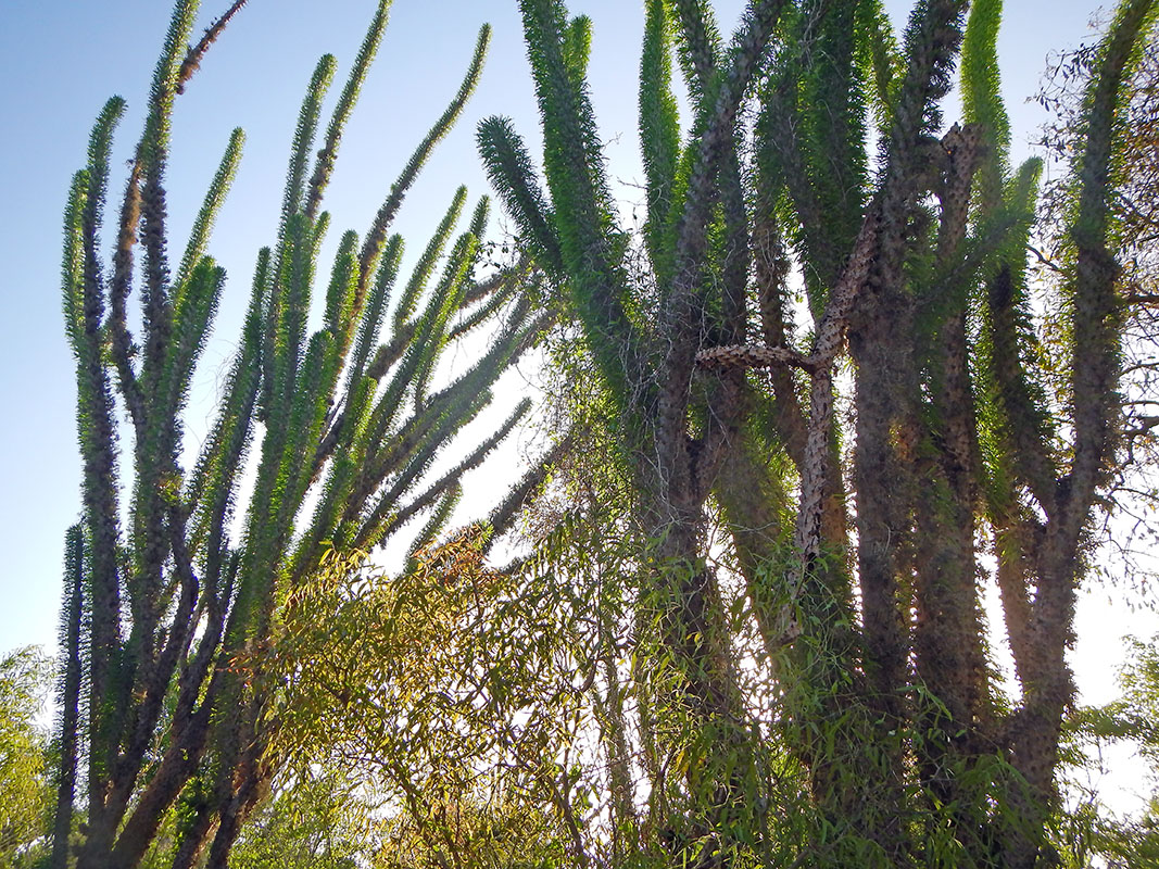 Изображение особи Didierea madagascariensis.