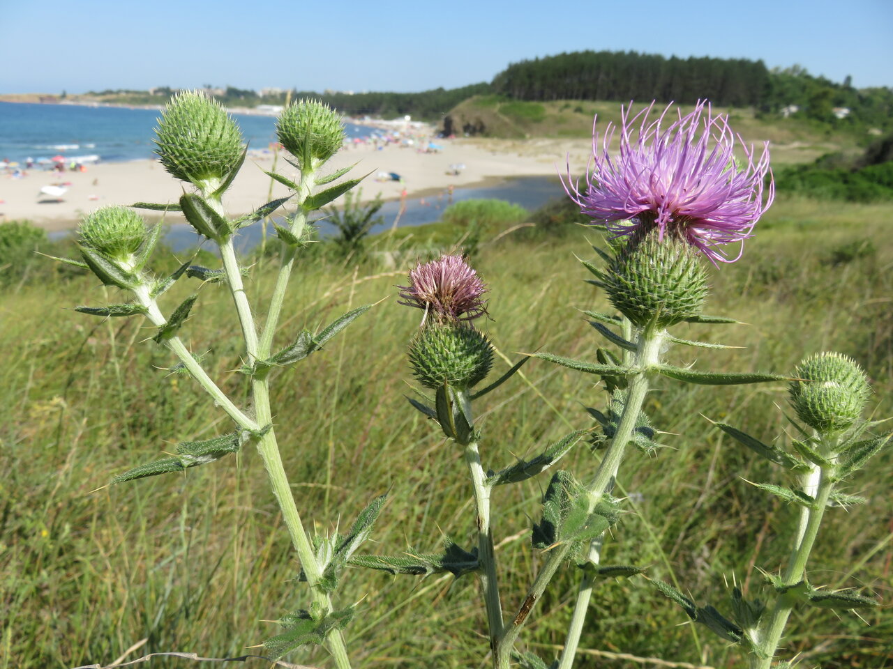 Image of Cirsium bulgaricum specimen.