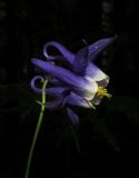 Aquilegia aradanica