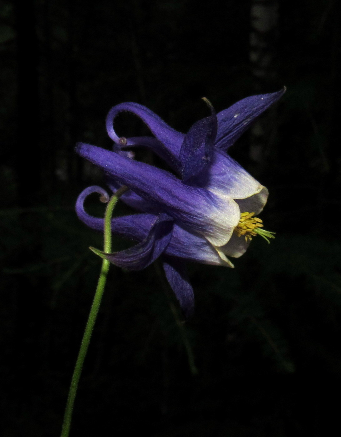 Изображение особи Aquilegia aradanica.