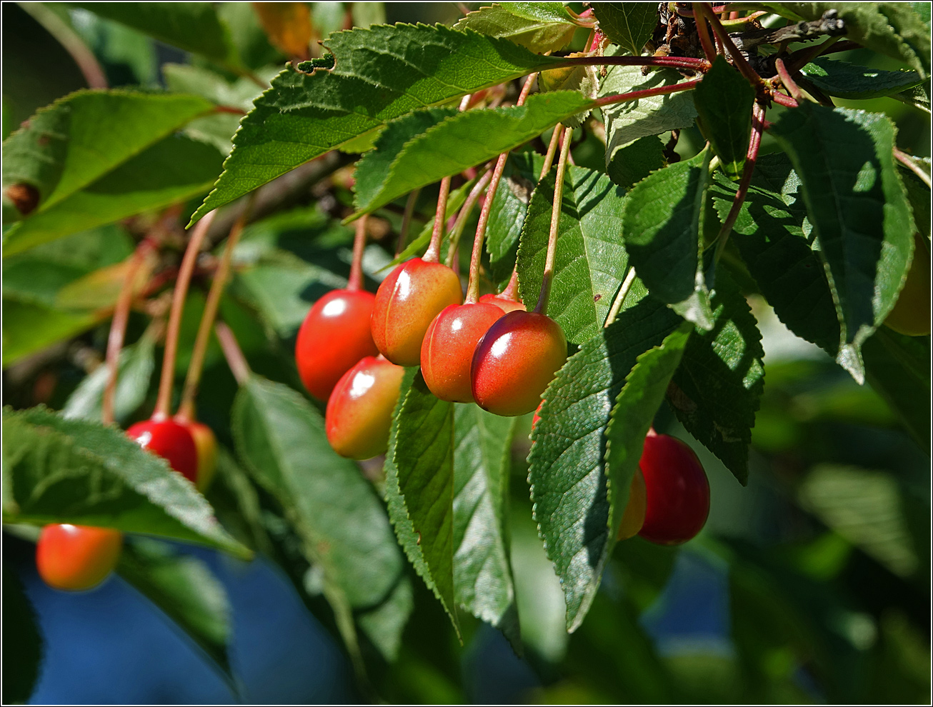 Изображение особи Cerasus vulgaris.