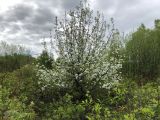 Pyrus ussuriensis. Цветущее дерево. Хабаровский край, окр. г. Комсомольск-на-Амуре. 28.05.2022.