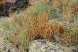 Ephedra intermedia