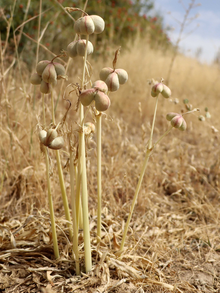 Image of Ungernia victoris specimen.