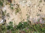 Sanguisorba officinalis. Цветущие растения. Приморский край, Ольгинский р-н, окр. пос. Тимофеевка, мыс Четырёх Скал, по кромке приморского обрыва. 02.09.2022.