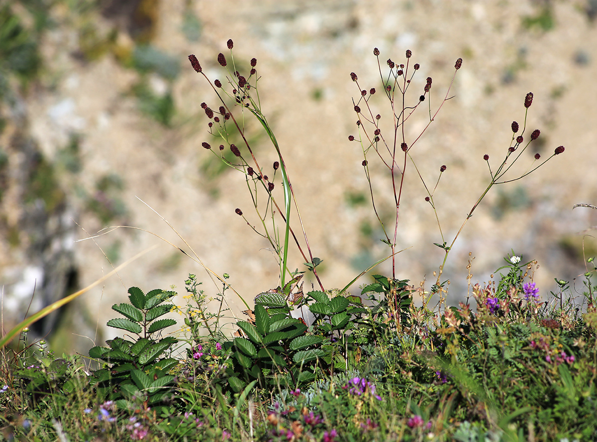 Image of Sanguisorba officinalis specimen.