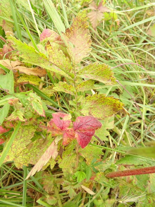 Image of Agrimonia eupatoria specimen.