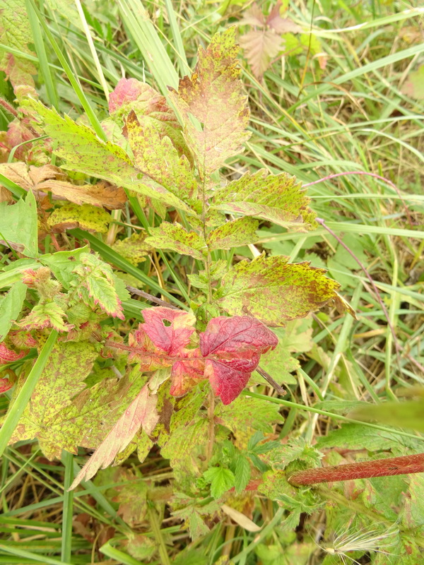 Image of Agrimonia eupatoria specimen.