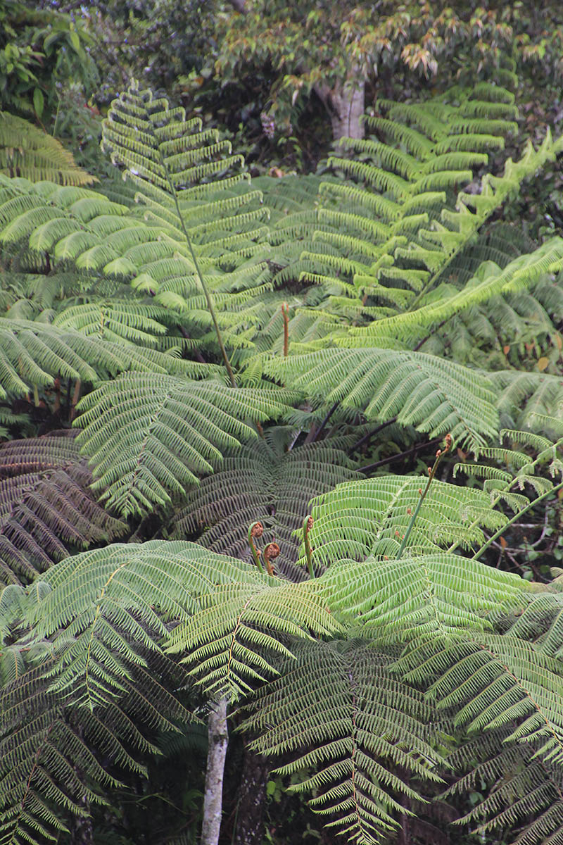 Image of class Polypodiopsida specimen.