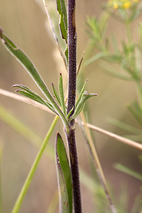 Image of Silene wolgensis specimen.