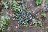 Persicaria capitata