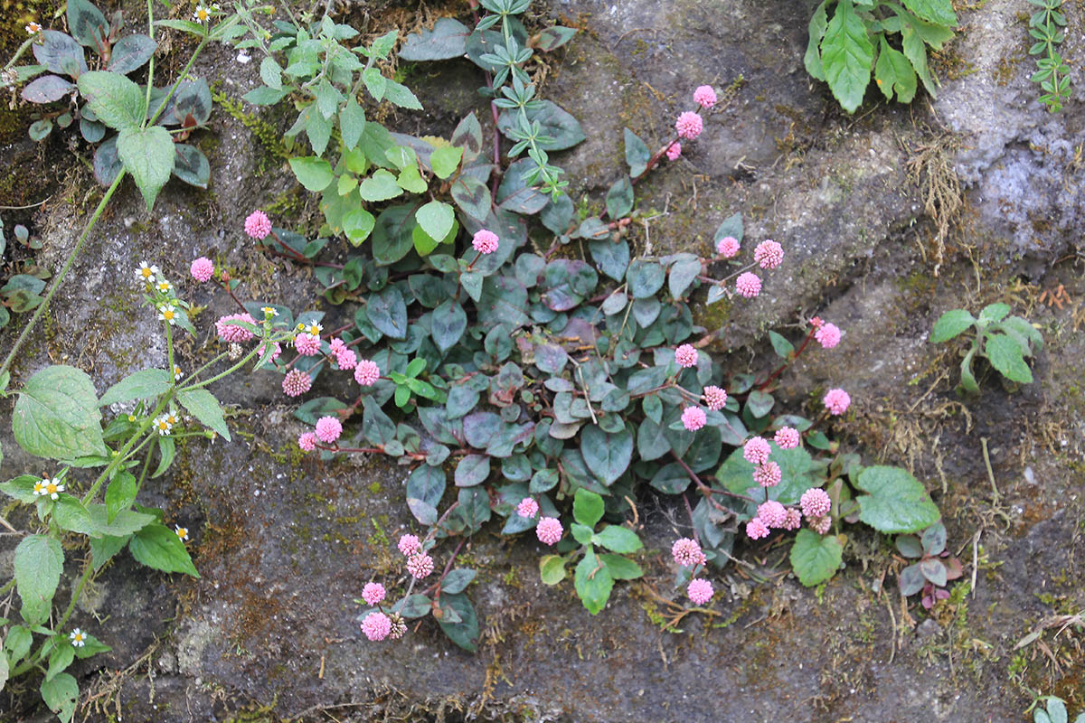Изображение особи Persicaria capitata.