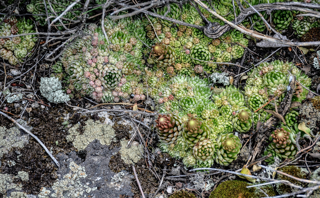 Image of Orostachys spinosa specimen.