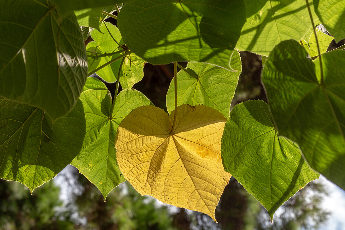 Image of Dombeya × cayeuxii specimen.