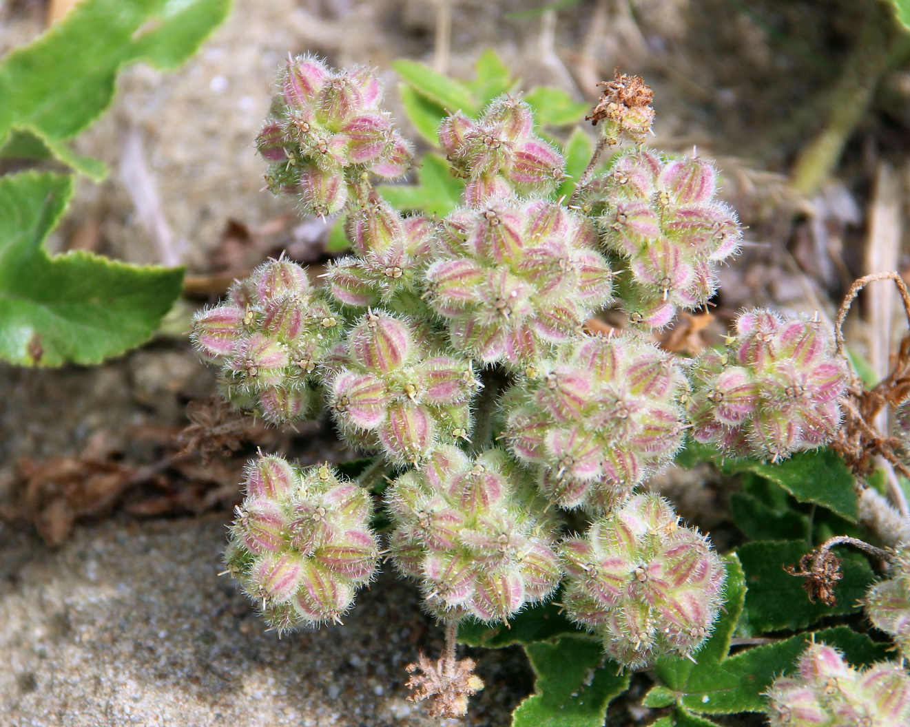 Изображение особи Glehnia litoralis.