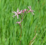 Coccyganthe flos-cuculi