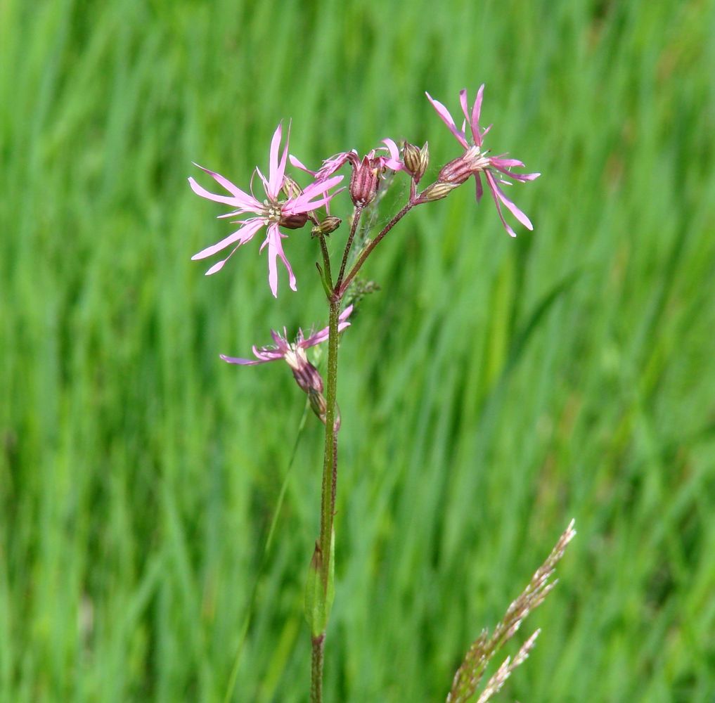 Изображение особи Coccyganthe flos-cuculi.