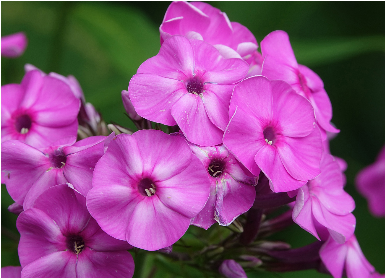 Image of Phlox paniculata specimen.