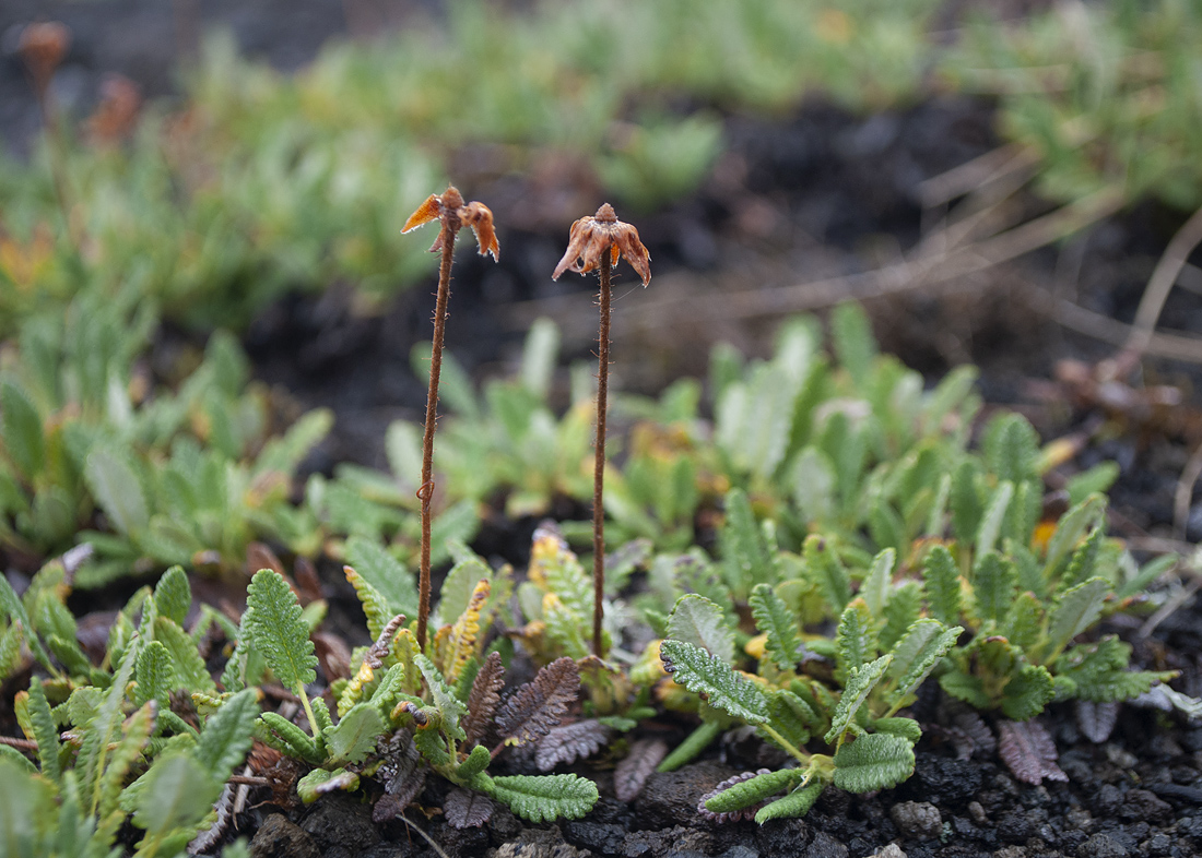 Изображение особи Dryas punctata.