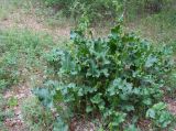 Rumex confertus