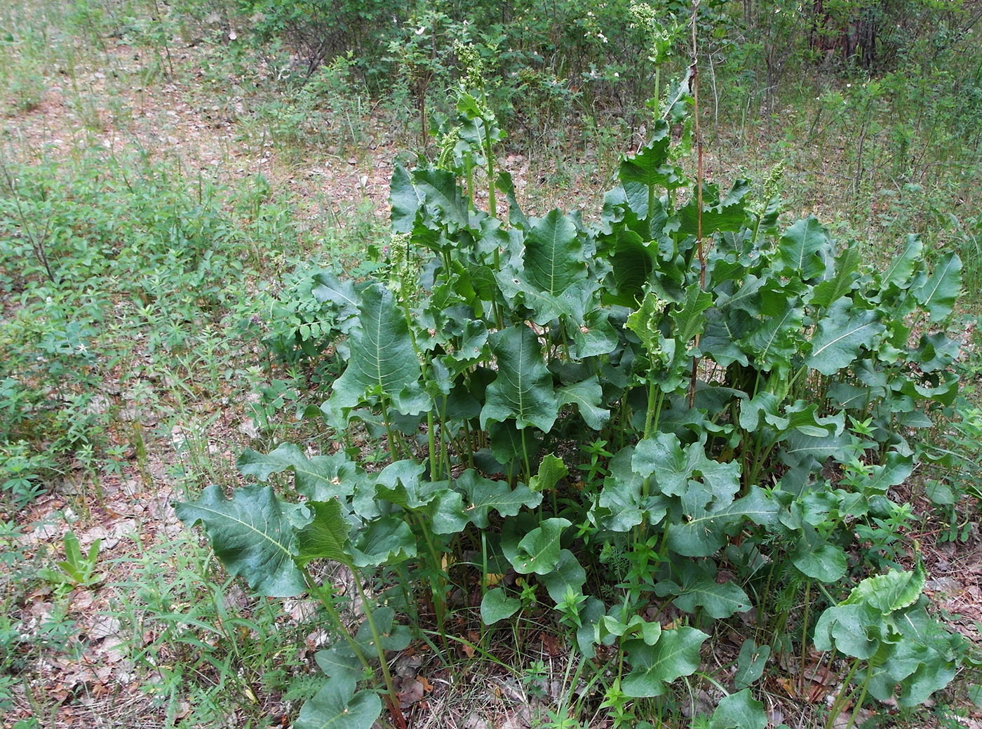 Image of Rumex confertus specimen.