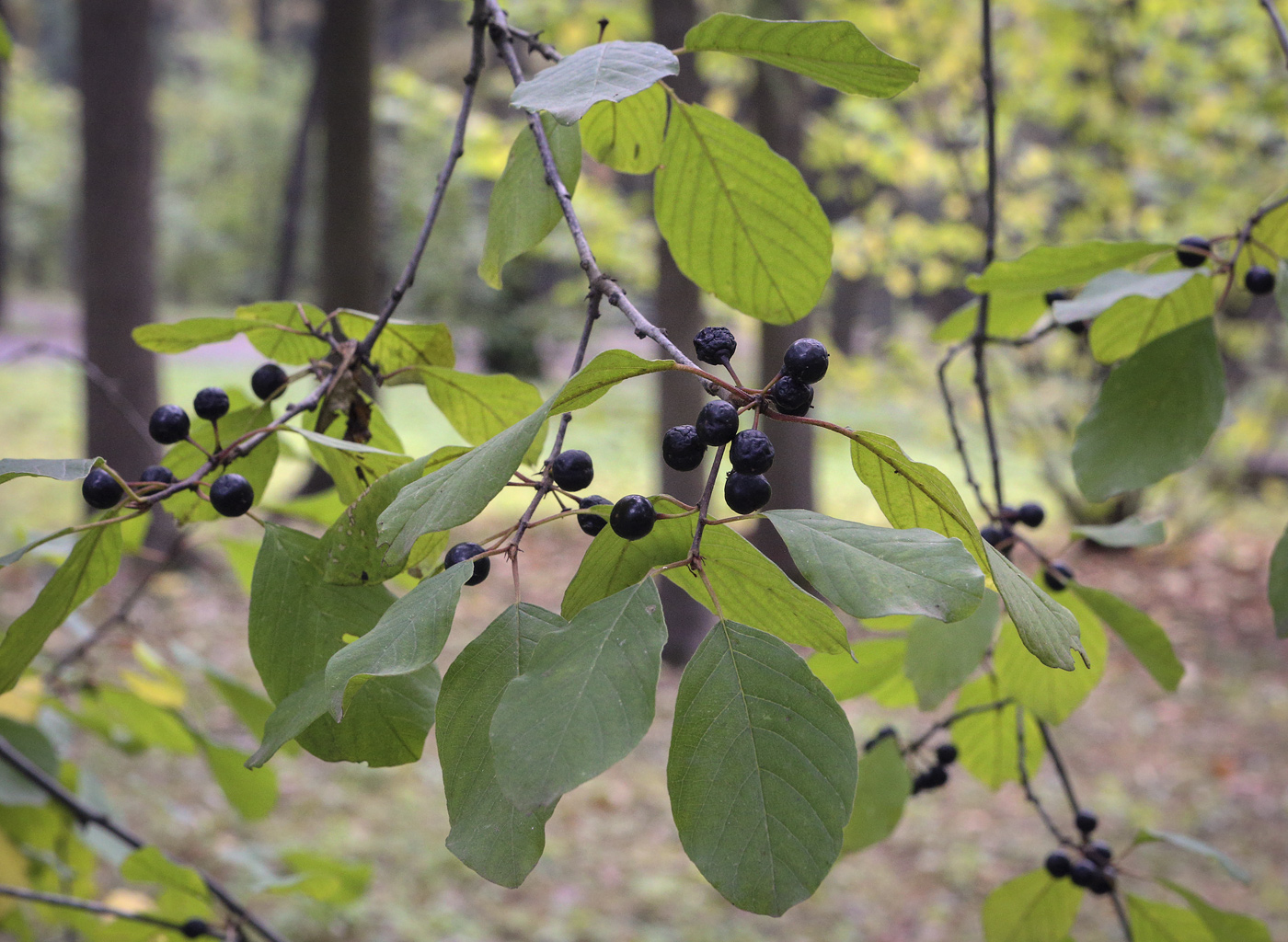 Изображение особи Frangula alnus.