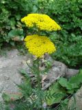 Achillea filipendulina